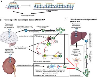 Peptide-MHC-Based Nanomedicines for the Treatment of Autoimmunity: Engineering, Mechanisms, and Diseases